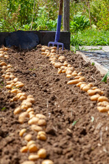 Récolte de pomme de terre au potager familial - rang de pomme de terre séchant au  soleil sur la terre
