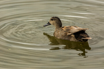 Fototapeta premium Mallard in spring in Aiguamolls De L Emporda Nature Park, Spain