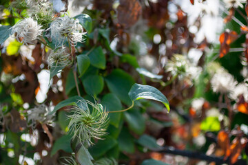 Closeup of clematis flowers and leaves. Natural flower background with a free space for text in the right side of the picture. Macro nature