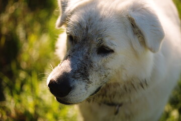 A white maremma sheepdog on a small farm in Ontario, Canada. - obrazy, fototapety, plakaty