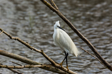 Little egret in Aiguamolls De L Emporda Nature Park, Spain
