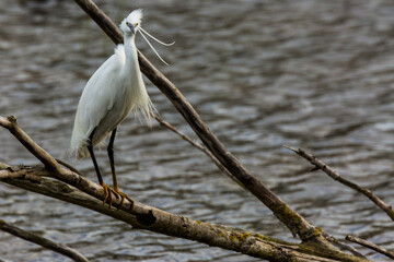 Little egret in Aiguamolls De L Emporda Nature Park, Spain