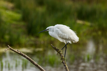 Little egret in Aiguamolls De L Emporda Nature Park, Spain