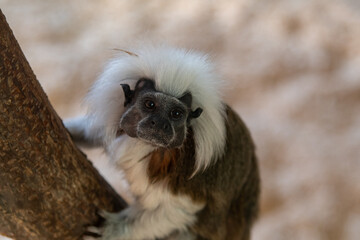 Little tamarin monkey on a tree