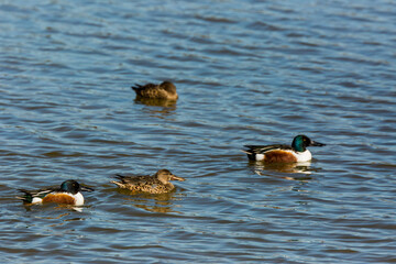 Mallard in spring in Aiguamolls De L Emporda Nature Park, Spain