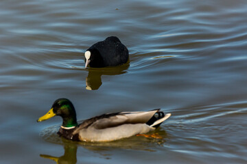 Eurasian coot (Fulica atra) in Aiguamolls De L Emporda Nature Reserve, Spain