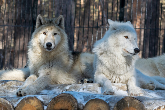 A pair of the Arctic wolfs (Canis lupus arctos), also known as the Melville Island wolfs, at rest.	
