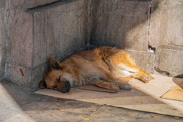 Dog sleeping in the street, distant view.