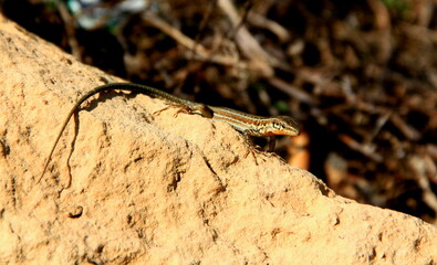 A small brown spotted lizard masks against the background of dried grass and stones on the island of Gozo, Malta