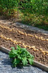 Récolte de pomme de terre au potager familial - rang de pomme de terre séchant au  soleil sur la...