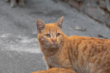 Portrait of a red cat.