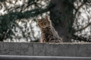 Shaggy cat sitting on a stone roof and staring toward the camera suspiciously.