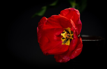 Czerwony tulipan na czarnym tle.
