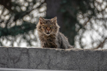 Shaggy cat sitting on a stone roof and staring toward the camera and hissing.