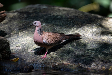 Spotted dove