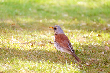 beautiful forest bird, thrush, Turdus pilaris jumps on spring green grass, looking for material to build nest, concept of nesting and breeding birds, wildlife protection, migration of feathered