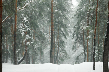 winter forest with snow-covered pines and firs