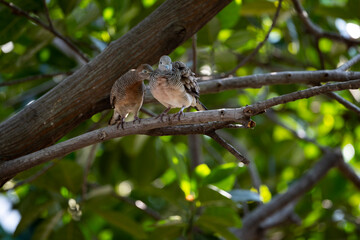 Spotted dove