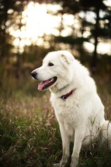 A white maremma sheepdog on a small farm in Ontario, Canada.