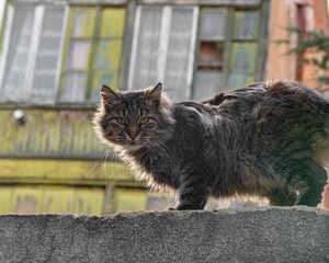 Cat standing on a rooftop and staring toward the camera, with old house in the background.