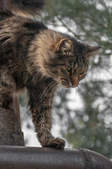 Cat crawling down onto a metal pipe.