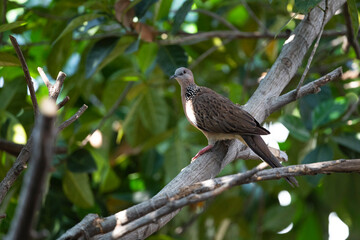 Spotted dove
