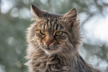 Portrait of a cat, with shaggy fur and green eyes.