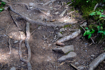 hiking trail in green forest, protruding tree roots, brown earth, concept tourist walk in nature, difficult climb in mountains, nature conservation, planet ecology, warming problem, climate change