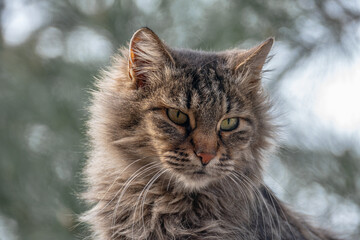 Naklejka na ściany i meble Portrait of a cat, with shaggy fur and green eyes. 
