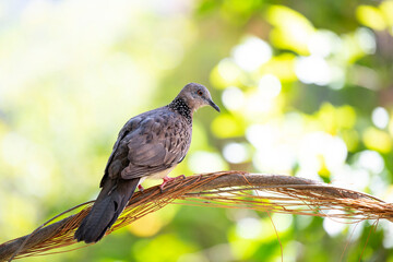 Spotted dove