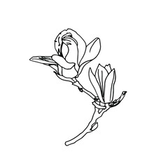 Magnolia flower drawing and sketch with line-art on white backgrounds.Doodle flower.Lineart