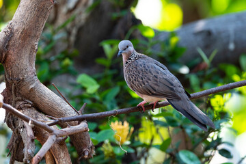 Spotted dove