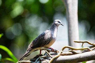 Spotted dove