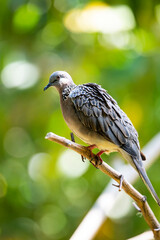 Spotted dove