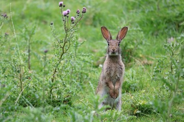 Rabbit