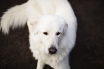 A white maremma sheepdog on a small farm in Ontario, Canada.