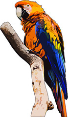 Colorful parrot Vector Image, Illustration of bird macaw parrot sitting on branch