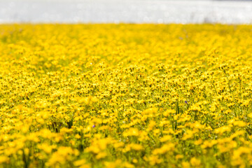 field of yellow flowers