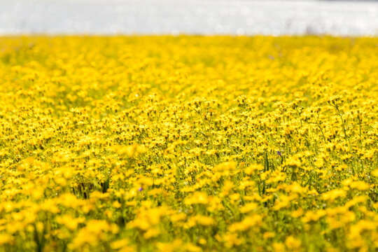 Field Of Yellow Flowers