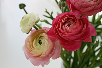 Naklejka premium Close up shot of beautiful white and pink bi color ranunculus bouquet. Visible petal structure. Detailed bright patterns of flower buds. Top view, background, copy space for text.