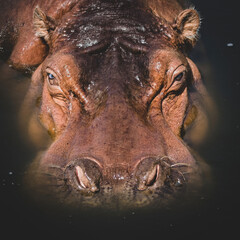 Hippopotamus swimming close-up