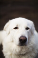 A white maremma sheepdog on a small farm in Ontario, Canada.