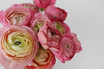 Close up shot of beautiful white and pink bi color ranunculus bouquet. Visible petal structure. Detailed bright patterns of flower buds. Top view, background, copy space for text.