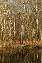 Bouleau verruqueux,  Betula pendula, Betula verrucosa, Etang aux Pointes, Chemin des marais,  Marais de Fontenay, Marais des Basses Vallées de l'Essonne et de la Juine, Essonne, 91