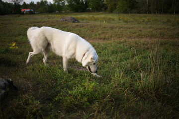 Fototapeta premium A white maremma sheepdog on a small farm in Ontario, Canada.