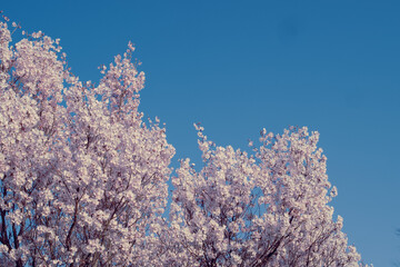Scenery of blue sky and cherry blossoms in Nagano prefecture