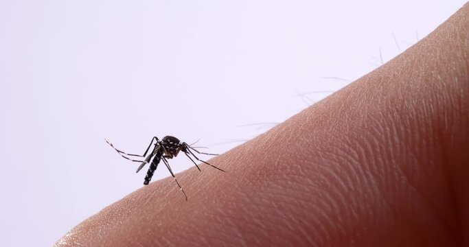 I took a video of where the mosquito was sucking