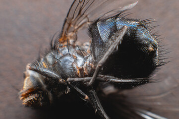 Extremely close-up of a dead fly covered with dust particles. Shallow depth of field dead insects