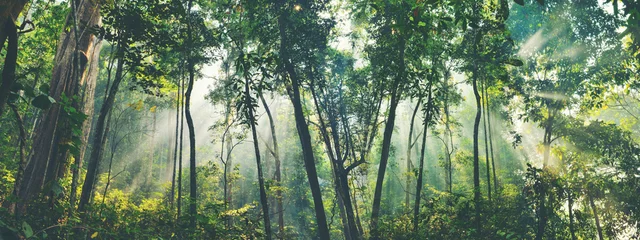 Poster Im Rahmen Öko-Konzept zum Tag der Erde mit tropischem Waldhintergrund, natürliche Walderhaltungsszene mit Baldachinbaum in freier Wildbahn, Konzept für Nachhaltigkeit und ökologische Erneuerbarkeit © chokniti