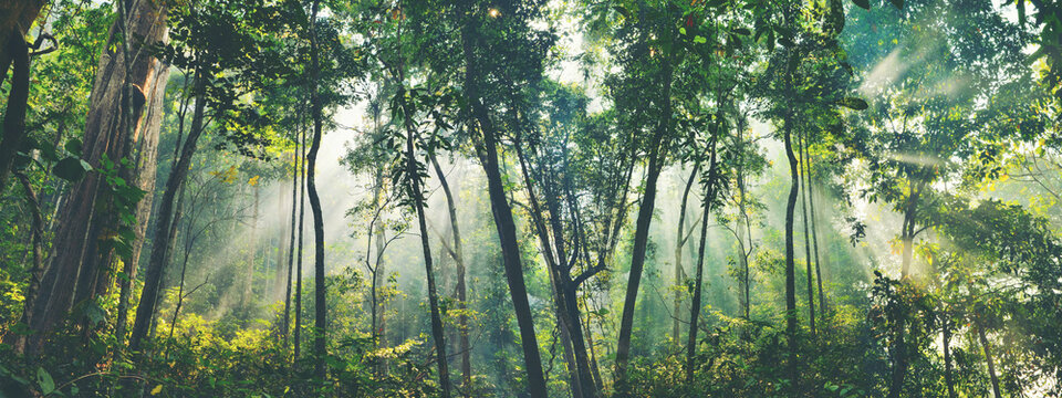 Earth Day eco concept with tropical forest background, natural forestation preservation scene with canopy tree in the wild, concept on sustainability and environmental renewable